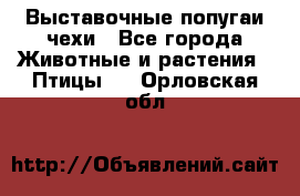 Выставочные попугаи чехи - Все города Животные и растения » Птицы   . Орловская обл.